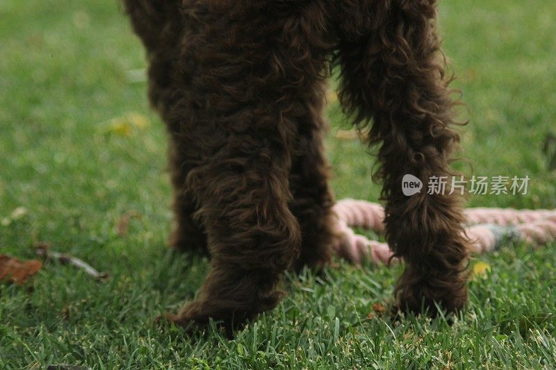 幼犬母狗- Lagotto Romagnolo